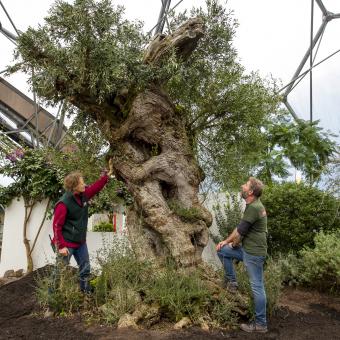 Horticulturalists with ancient olive tree in Eden's Med Biome